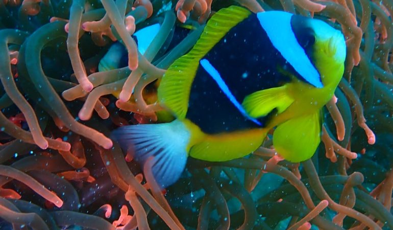 FOUR DAYS DIVING