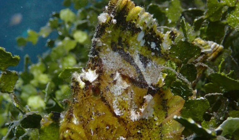 TWO DAYS DIVING