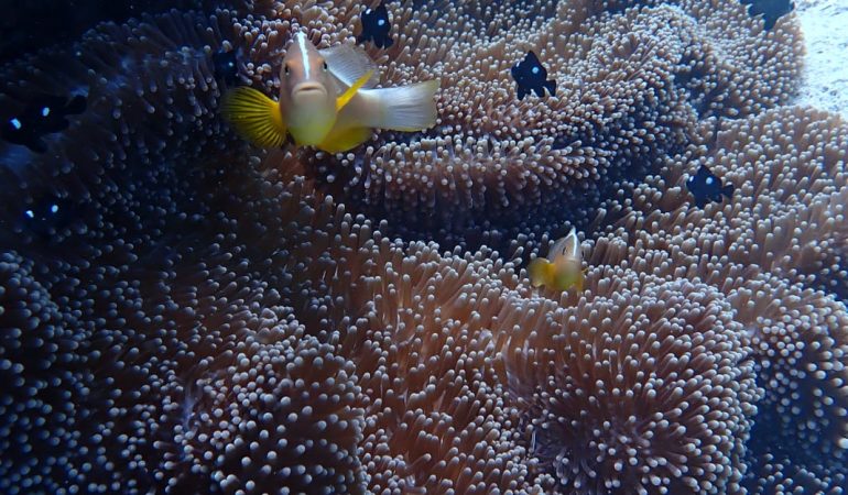 FULL DAY DIVING