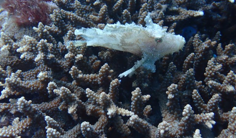 FIVE DAYS DIVING